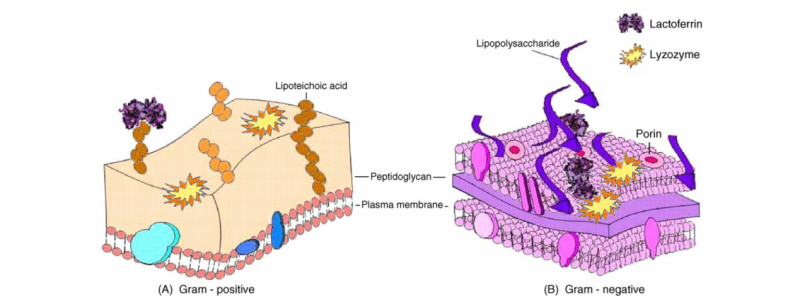 IGG鹦鹉产品乳铁蛋白0乳糖，开启健康生活新篇章！(图7)