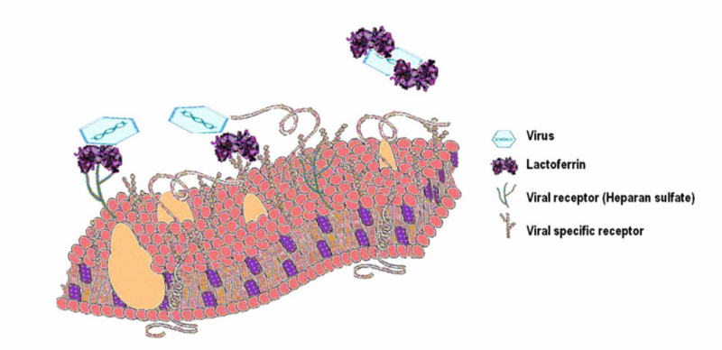IGG鹦鹉产品乳铁蛋白0乳糖，开启健康生活新篇章！(图9)