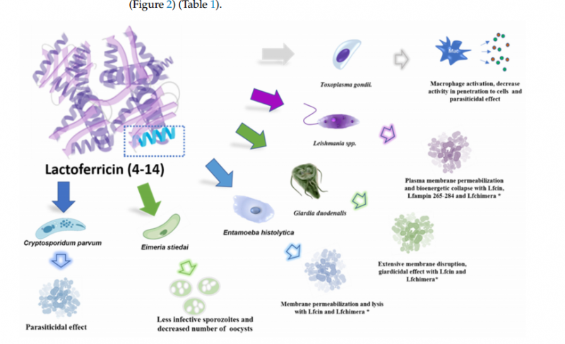 IGG鹦鹉产品乳铁蛋白0乳糖，开启健康生活新篇章！(图10)