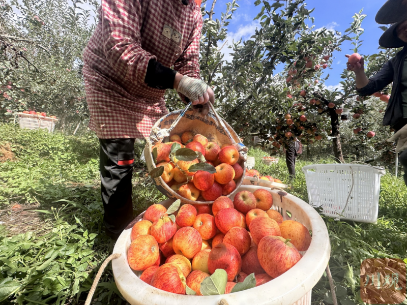 “凉山（盐源）苹果出山记（不掉队，赶上来）”(图1)