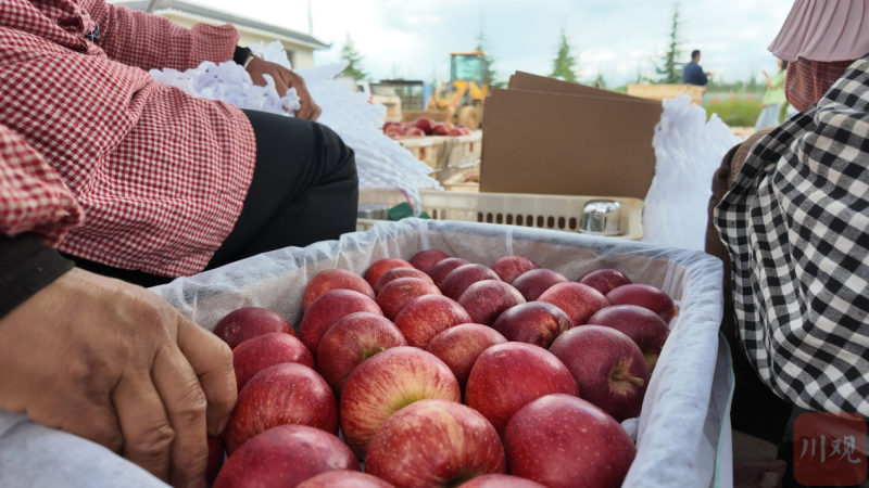 “凉山（盐源）苹果出山记（不掉队，赶上来）”(图2)