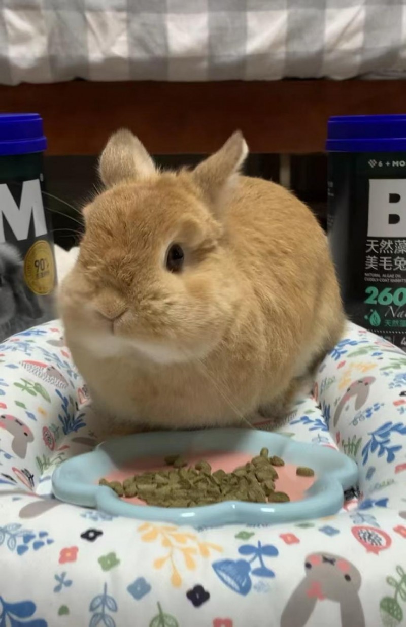 BCM兔粮用低温烘焙工艺 树立高品质小宠食品领域的新标杆！(图6)