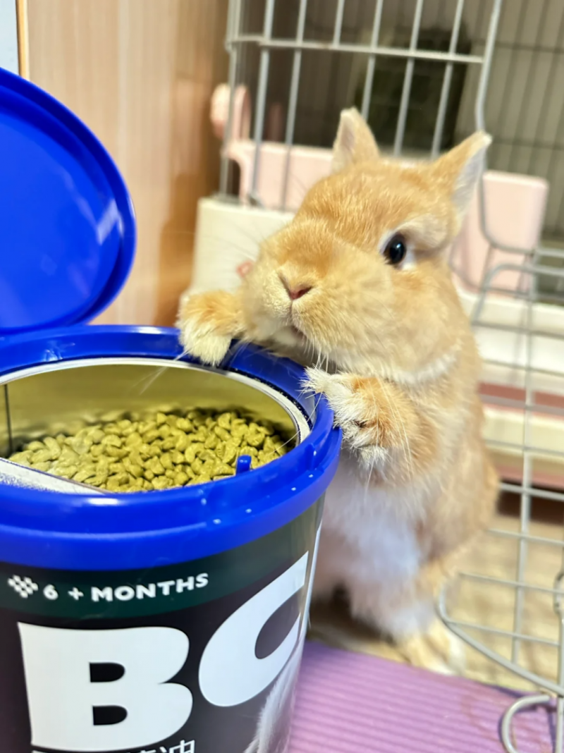 BCM兔粮用低温烘焙工艺 树立高品质小宠食品领域的新标杆！(图8)