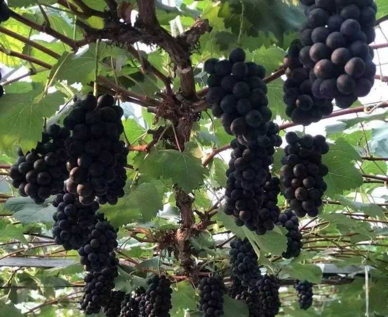 一镇一企|高邮市连标生态园：电商发展为绿色食品插上“云翅膀”(图4)