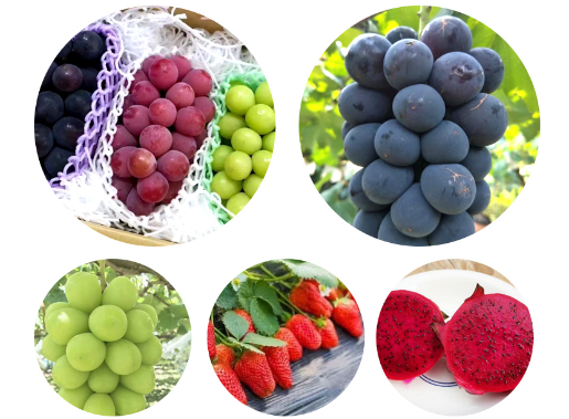 一镇一企|高邮市连标生态园：电商发展为绿色食品插上“云翅膀”(图8)