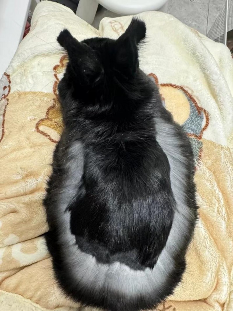 BCM美毛兔粮:科学养兔新选择,终结换季掉毛“噩梦”!(图1) BCM美毛兔粮:科学养兔新选择,终结换季掉毛“噩梦”!(图1)