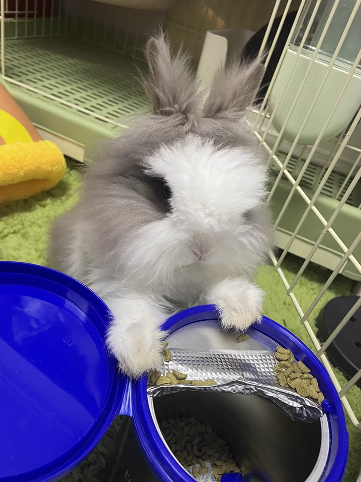 BCM美毛兔粮:科学养兔新选择,终结换季掉毛“噩梦”!(图15) BCM美毛兔粮:科学养兔新选择,终结换季掉毛“噩梦”!(图15)