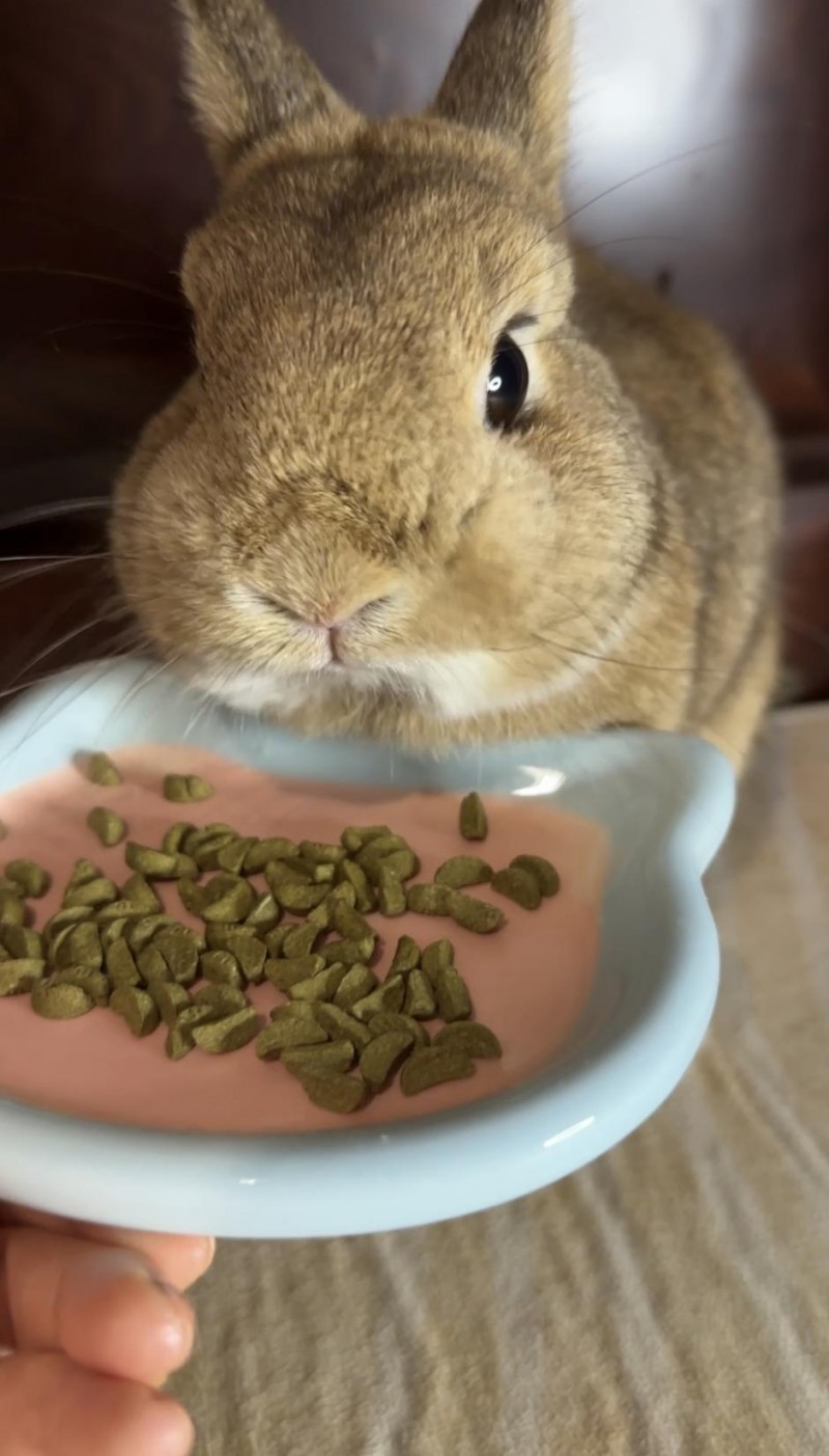 BCM美毛兔粮:科学养兔新选择,终结换季掉毛“噩梦”!(图14) BCM美毛兔粮:科学养兔新选择,终结换季掉毛“噩梦”!(图14)